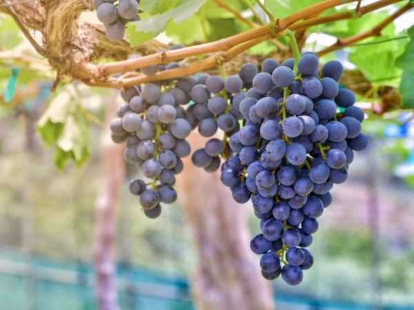 Описание винограда Один
