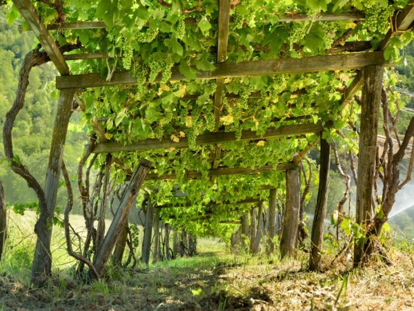 Какие существуют опоры для винограда, основные правила правильной установки | Сетка 55