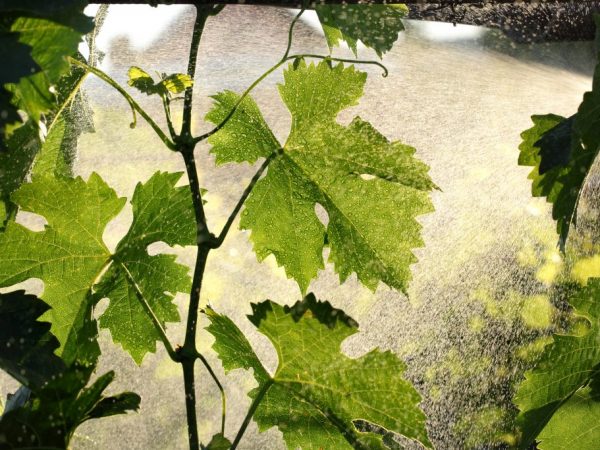 Опрыскивание винограда раствором йода