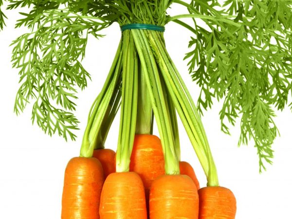 Какую корневую систему имеет морковь