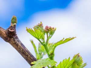 Срок и способы пасынкования винограда