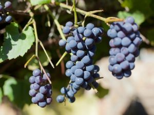 Причины опадания винограда