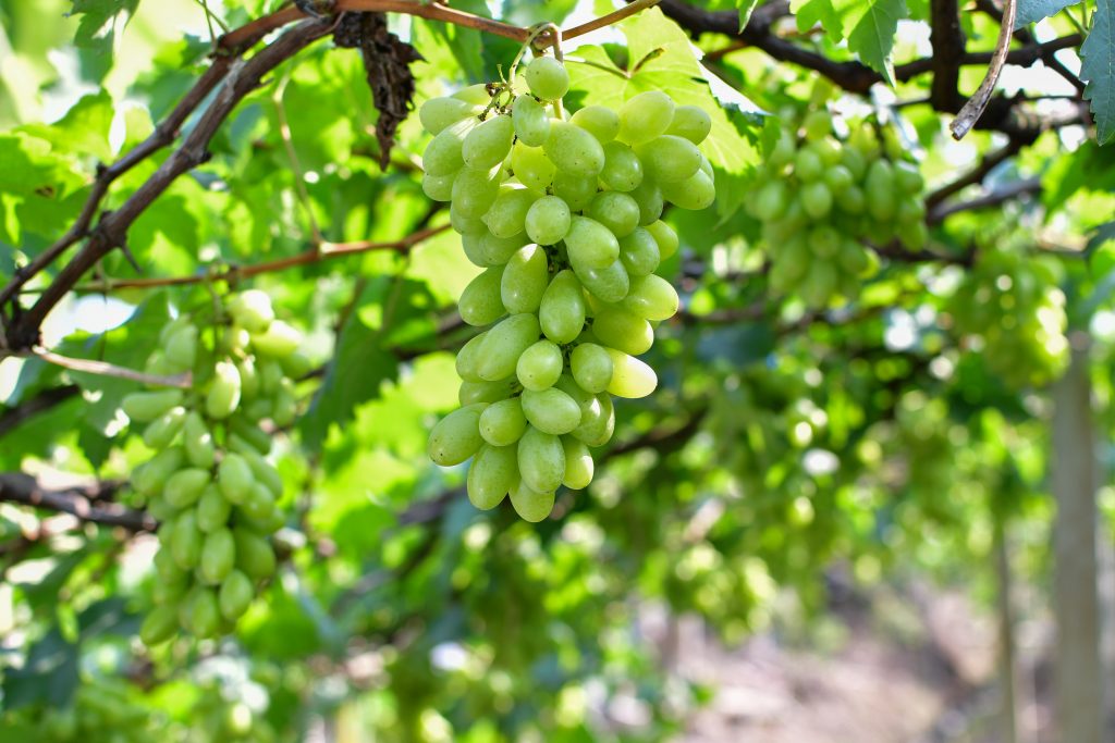 Лучшие сорта винограда кишмиш для средней полосы россии с фото и описанием