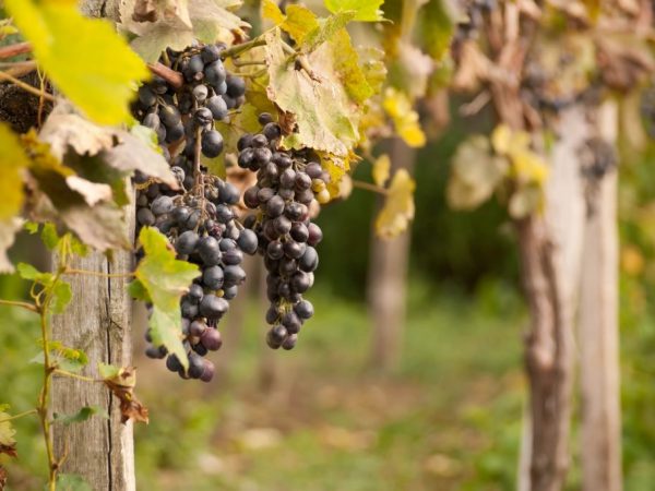 Удобрение винограда осенью