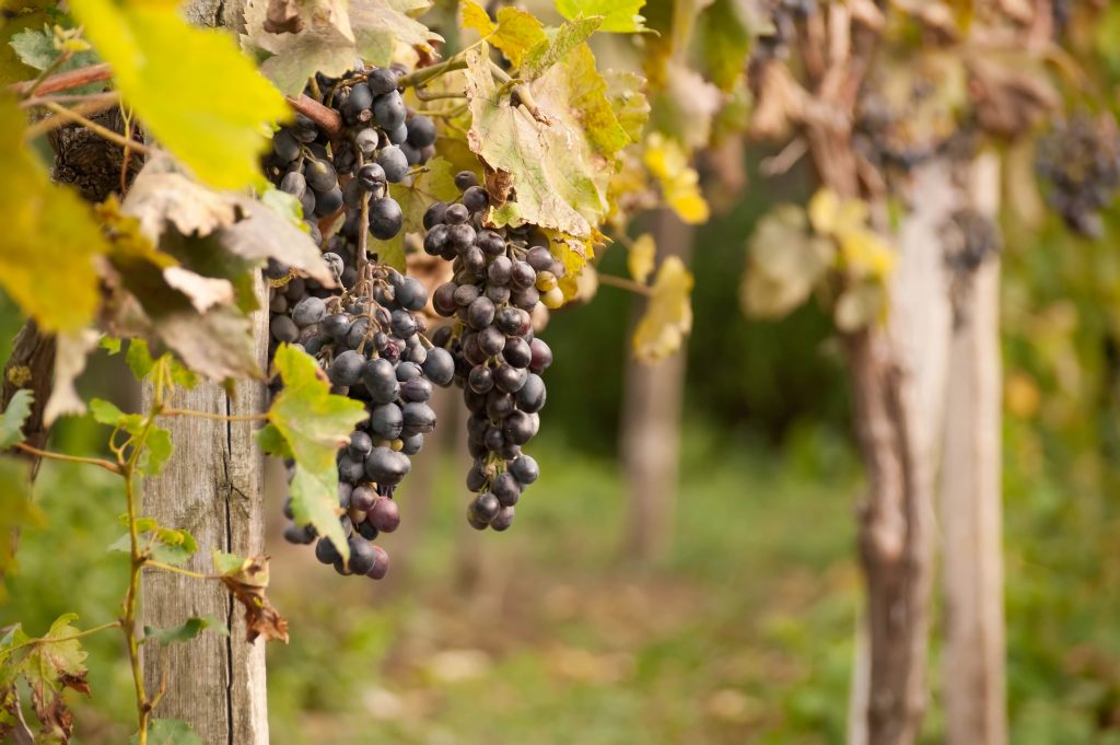 Удобрения для винограда осенью - когда и чем удобрять
