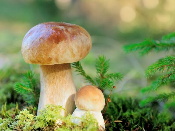 Ищите грибы в северной части лесов