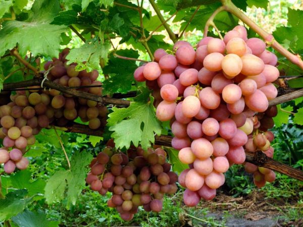 Сорта розового винограда