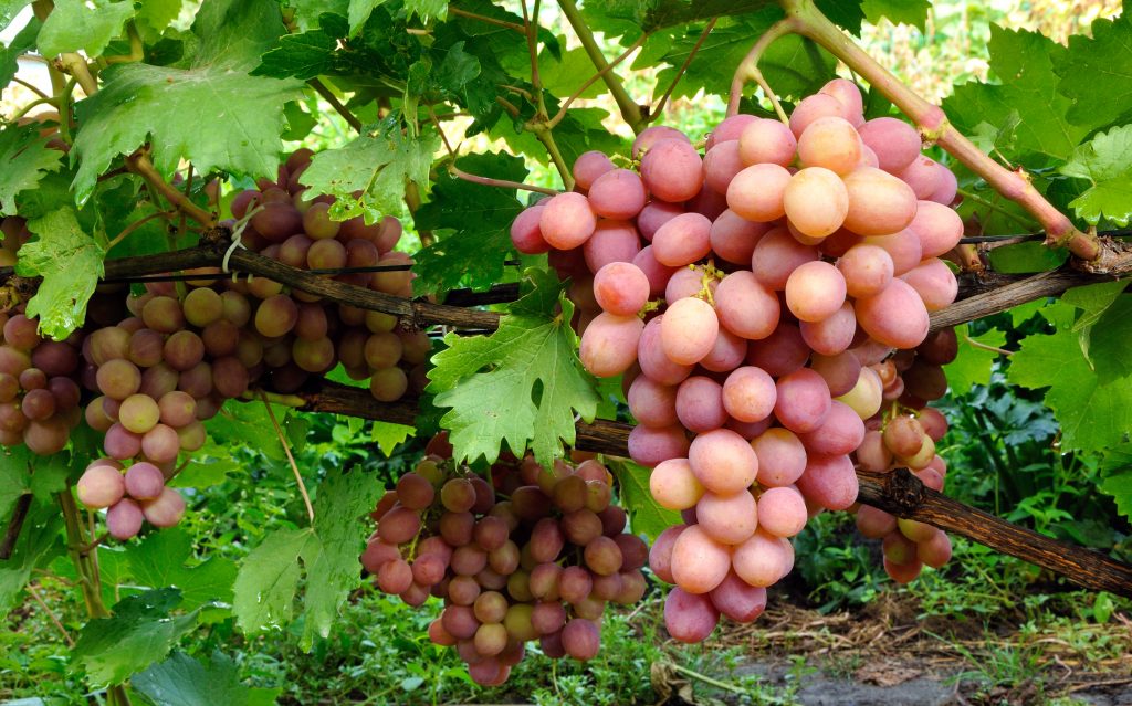 Жемчуг розовый виноград описание сорта фото