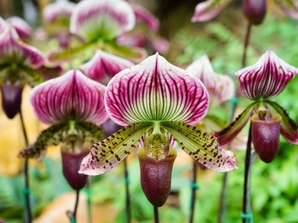 Башмачок Ротшильда — самый дорогой сорт орхидей в мире