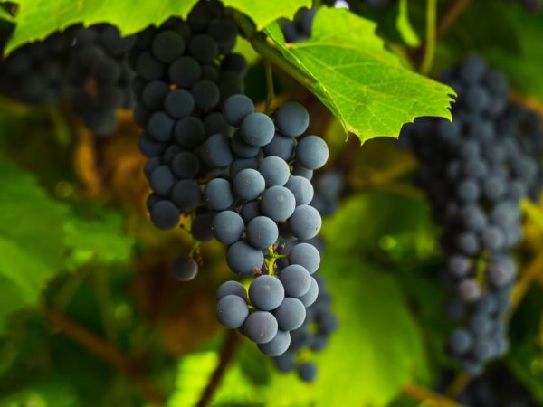 Особенности винограда Шахтёр