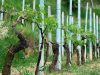 Шпалеры для винограда из пластиковых труб