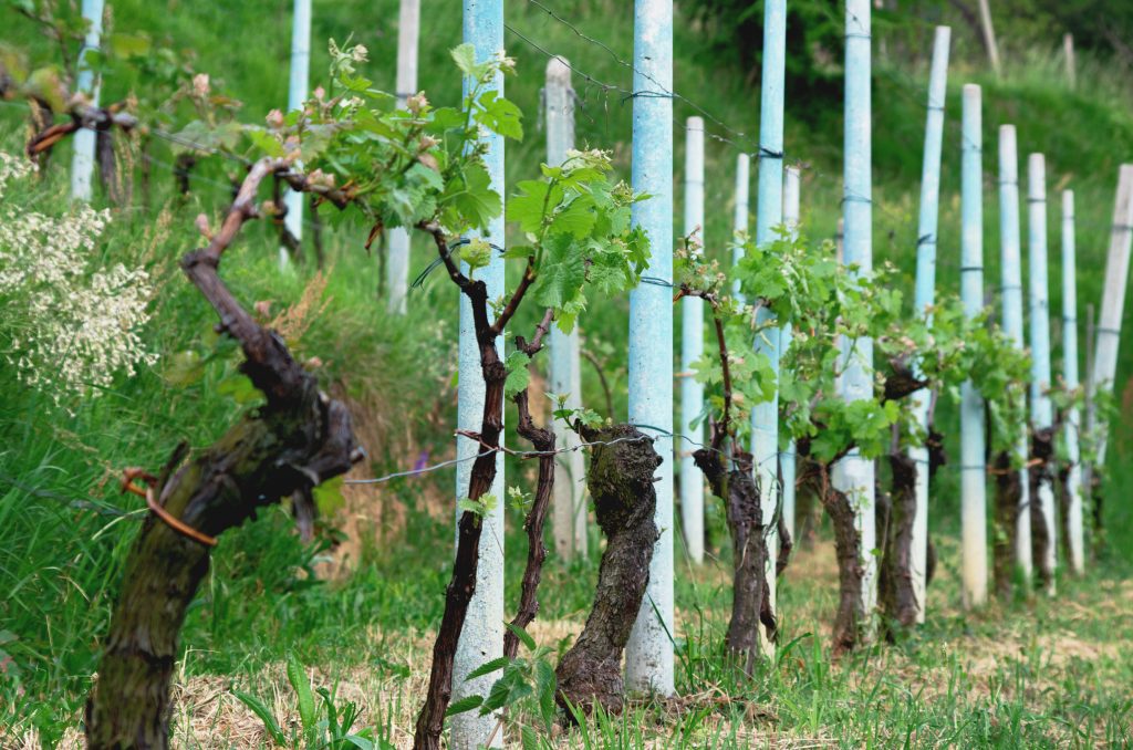 Шпалера для винограда из пластиковых труб: своими руками