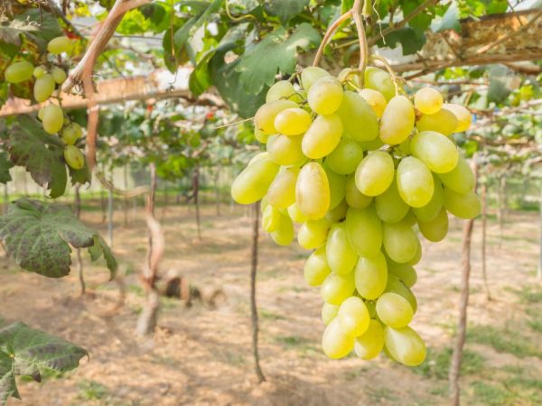 Описание винограда сорта Сицилия