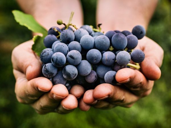 Сорта синего винограда