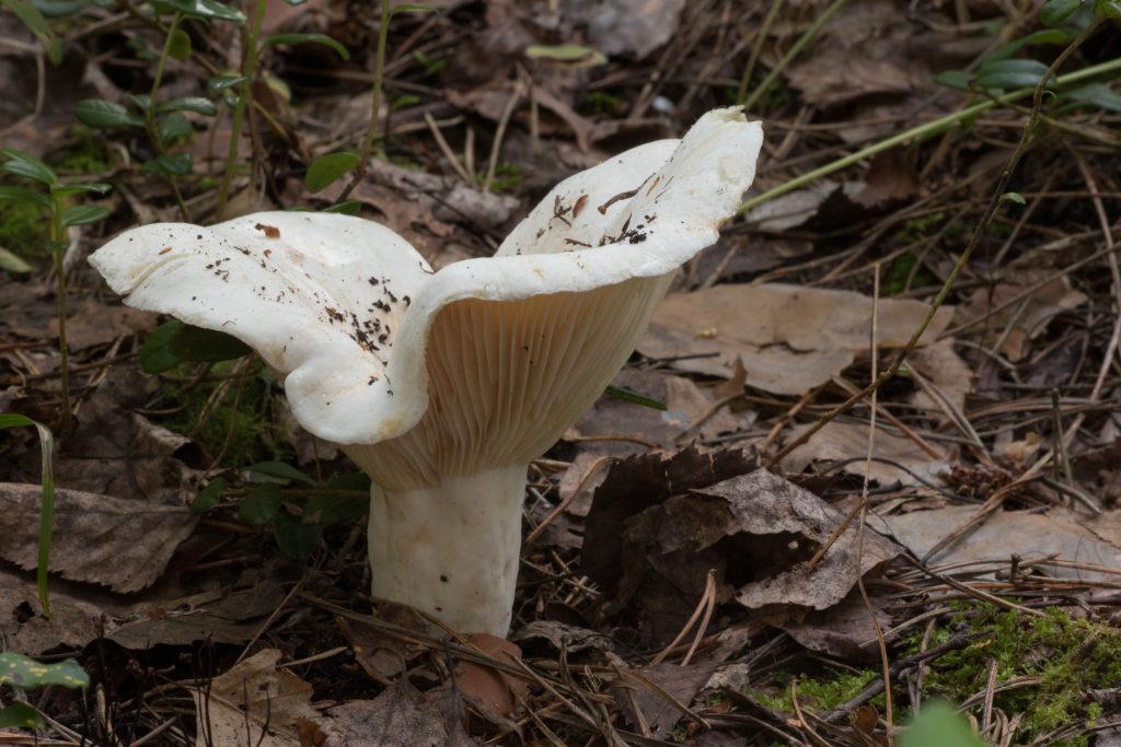 Белый груздь фото и описание и похожие съедобные грибы