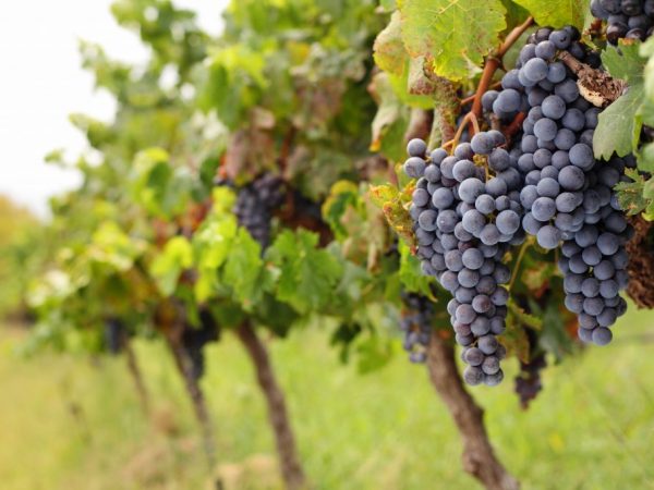 Лучшие технические сорта винограда