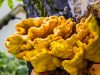 Описание серно-желтого гриба Трутовика