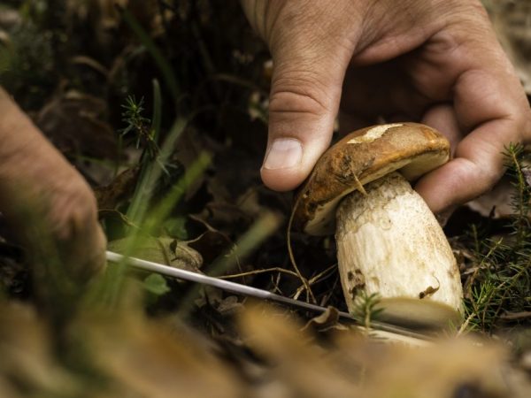 Оренбургская область богата грибами