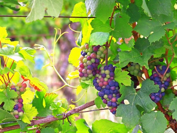 виноград уход и выращивание в средней полосе