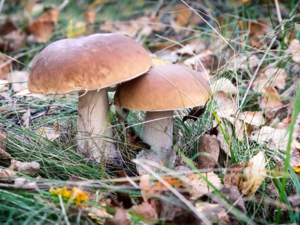 Урожайность грибов зависит от погодный условий