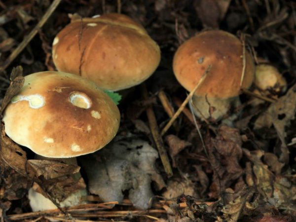 Выращивание грибов в Волгоградской области