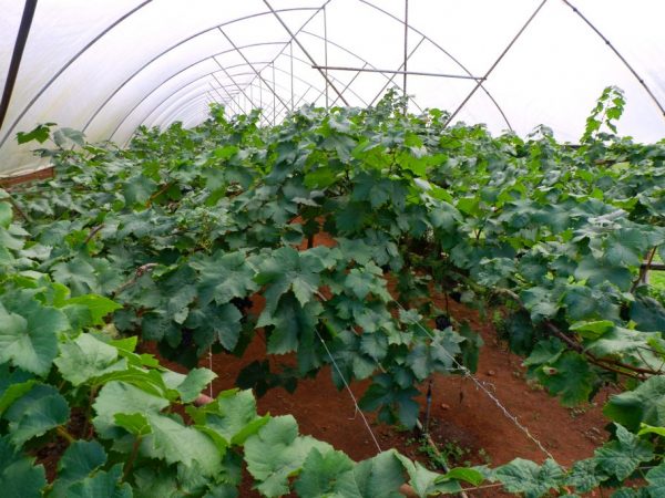 Как сделать укрытие для винограда из поликарбоната