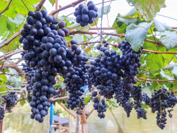 Описание сорта винограда Забава