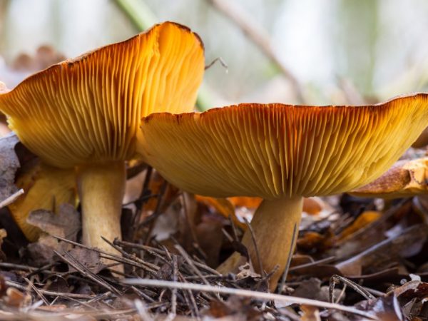 Употребление грибов может вызвать аллергическую реакцию