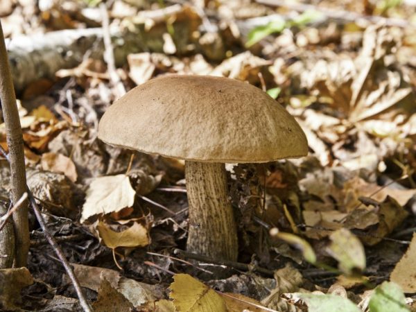Описание грибов Башкирии