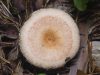 Описание гриба белая волнушка