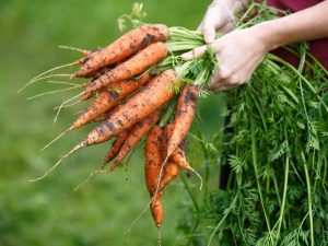 Правила посева после моркови