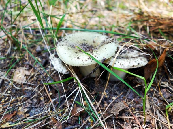 Двойники гриба Зеленушка