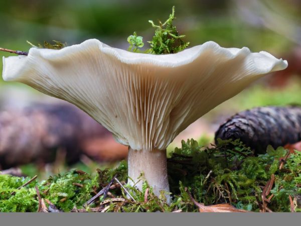 Говорушка бледноокрашенная – несъедобный гриб семейства Рядовковые