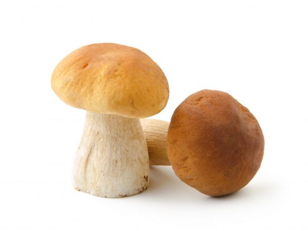 Можно ли выращивать грибы в квартире на подоконнике?