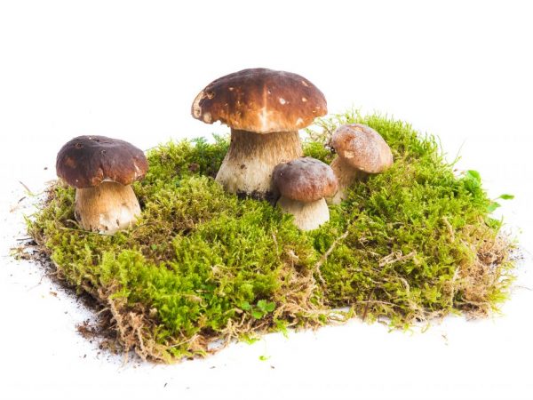 Можно ли выращивать грибы в квартире на подоконнике?