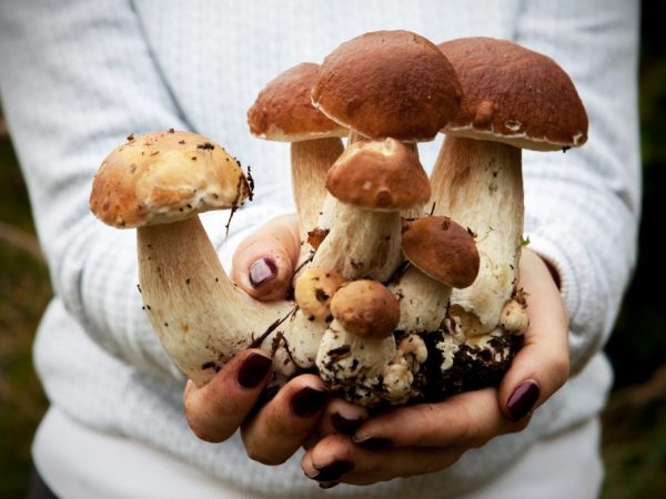 Посадочный материал желательно готовить из здоровых грибов
