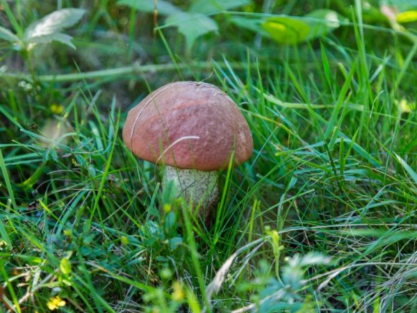 На урожайность грибов влияют погодные условия