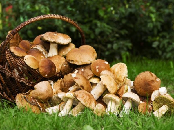 Виды грибов Карелии в 2018 году