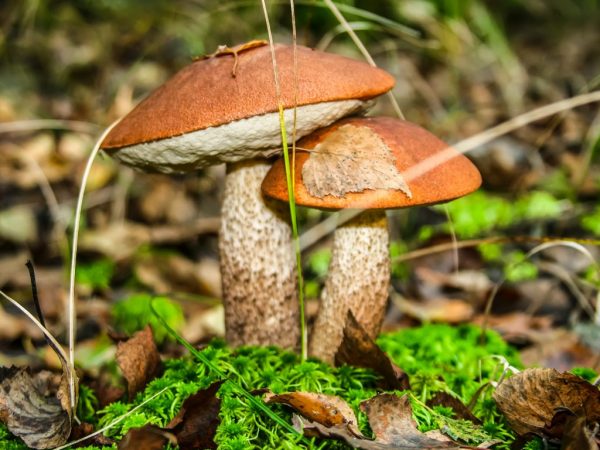 Леса Карелии богаты грибами
