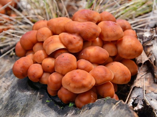 Описание гриба Коллибия и его разновидности