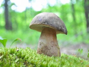 Виды грибов Кубани в 2018 году