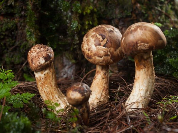 Гриб Мацутакэ: Найдорожчі гриби коштують тисячі доларів