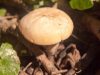 Описание майского гриба