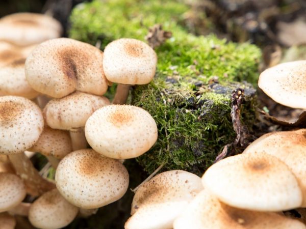 Пригородные леса богаты грибами