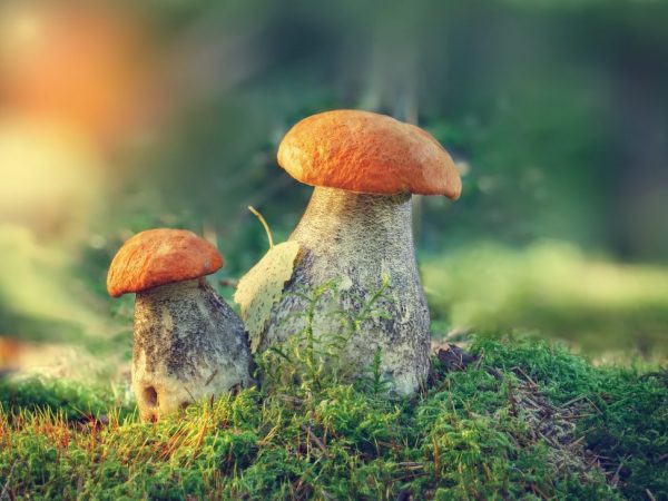 В лесах можно встретить любые грибы