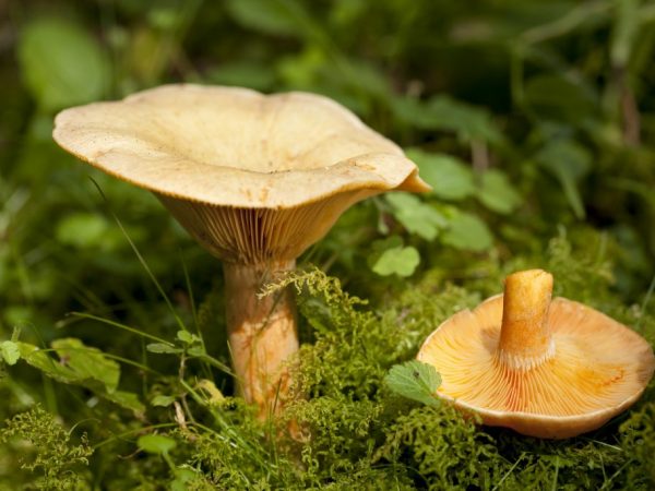 Как выглядят грибы рыжики
