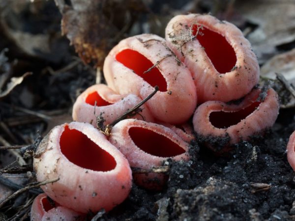 Неправильное приготовление грибов может привести к отравлению