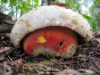 Сатанинский гриб наносит вред желудочному тракту и печени человека