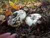 Описание гриба сухой груздь