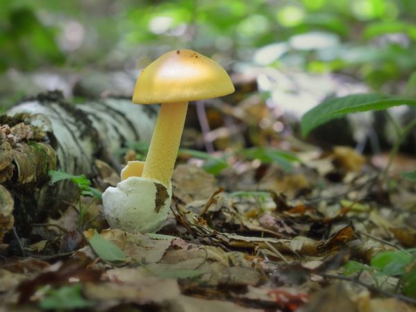 Высота ножки гриба — 5-15 см, диаметр шляпки — 4-9 см